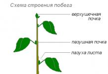 Виды корней и корневых систем